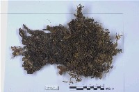 藏品(帶葉蘚屬)的圖片